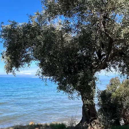 Valia Thassos Skala Kallirakhis